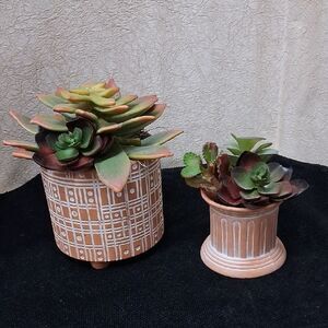 Decorative Succulent Planters with Colorful Leaves